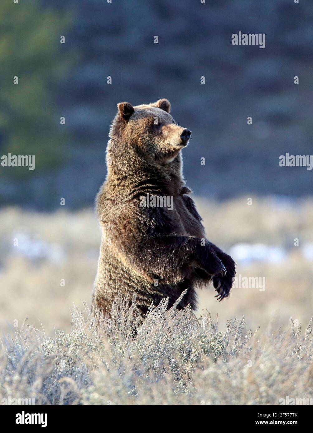 Grizzly orso in habitat in piedi Foto Stock