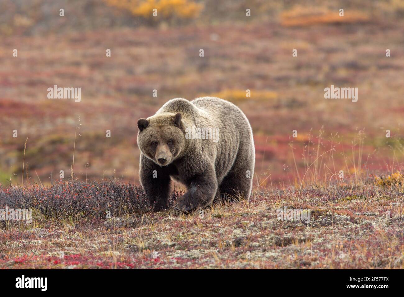 Orso grizzly in habitat Foto Stock