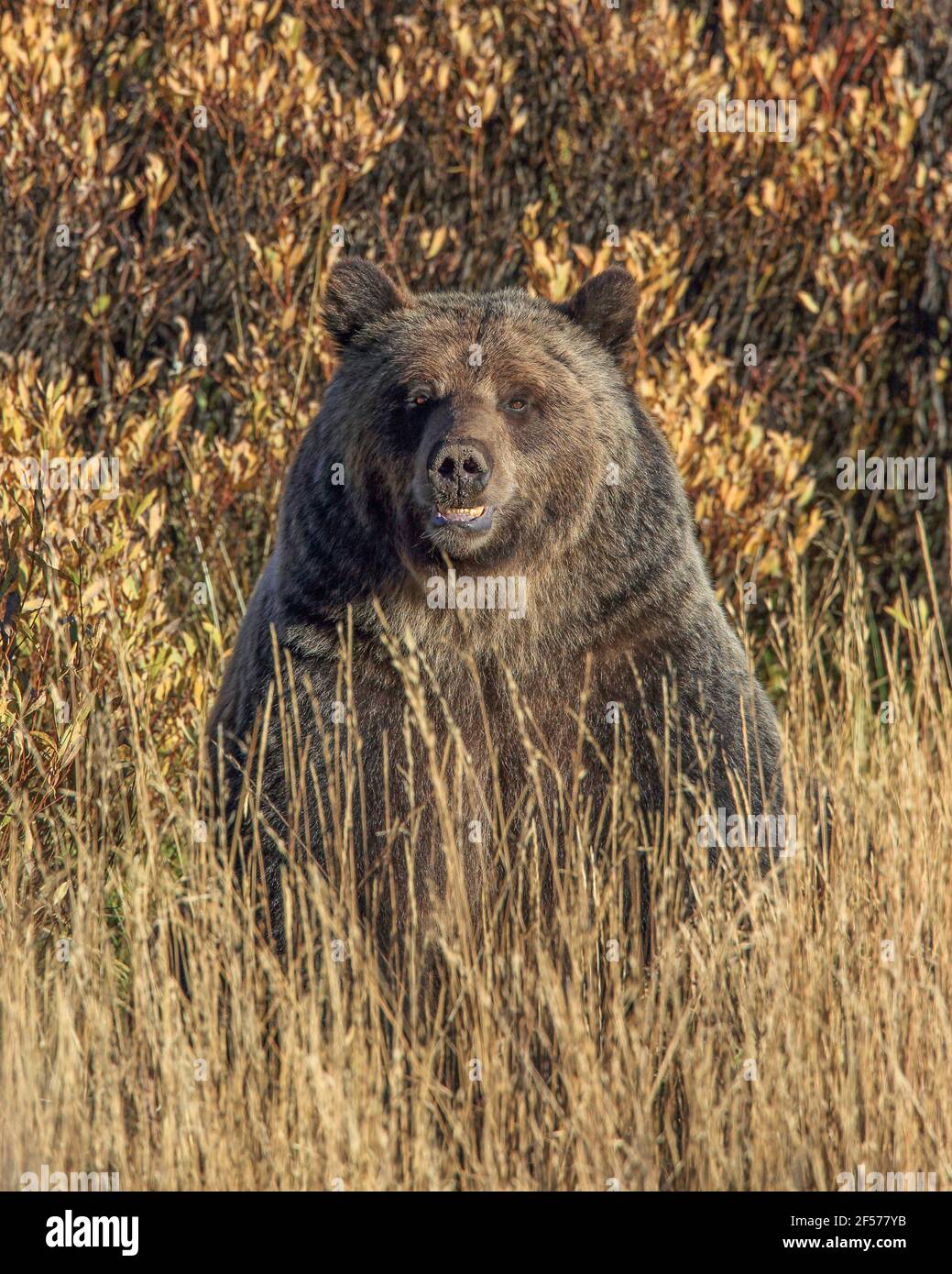 Orso grizzly in habitat Foto Stock