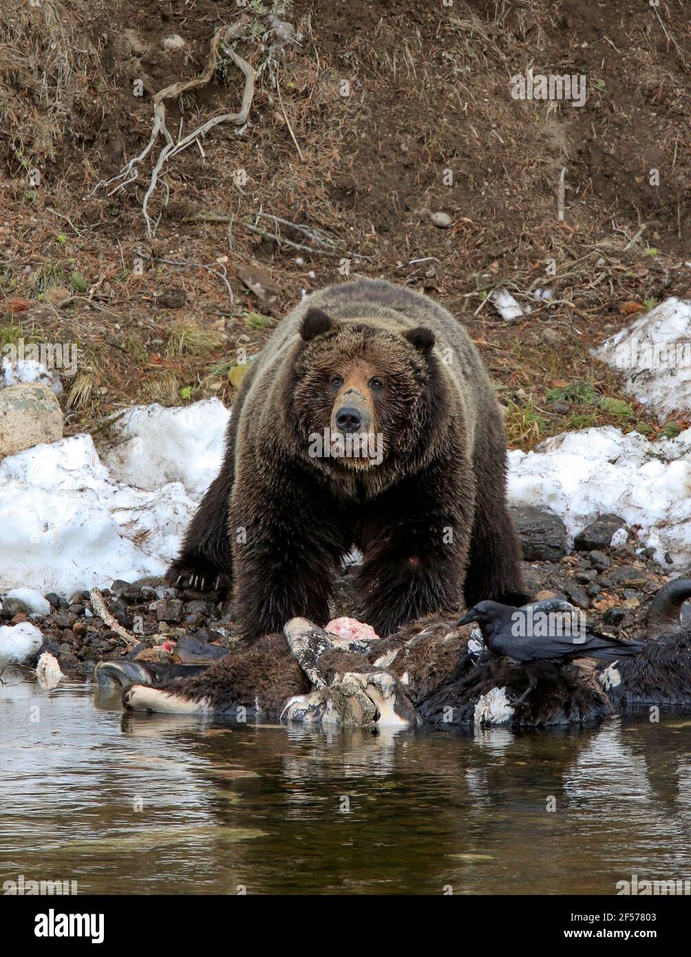 Orso grizzly in habitat Foto Stock