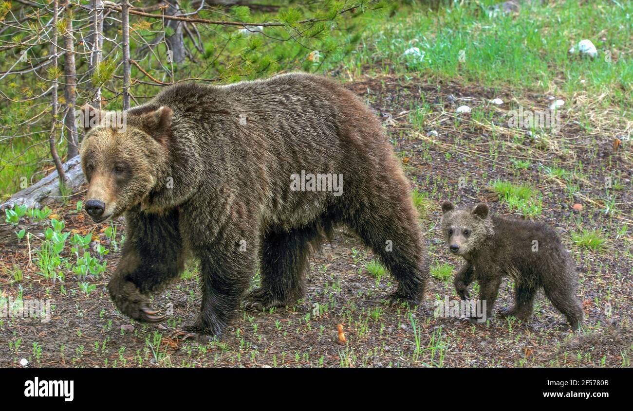 Grizzly portare i cuccioli in habitat Foto Stock