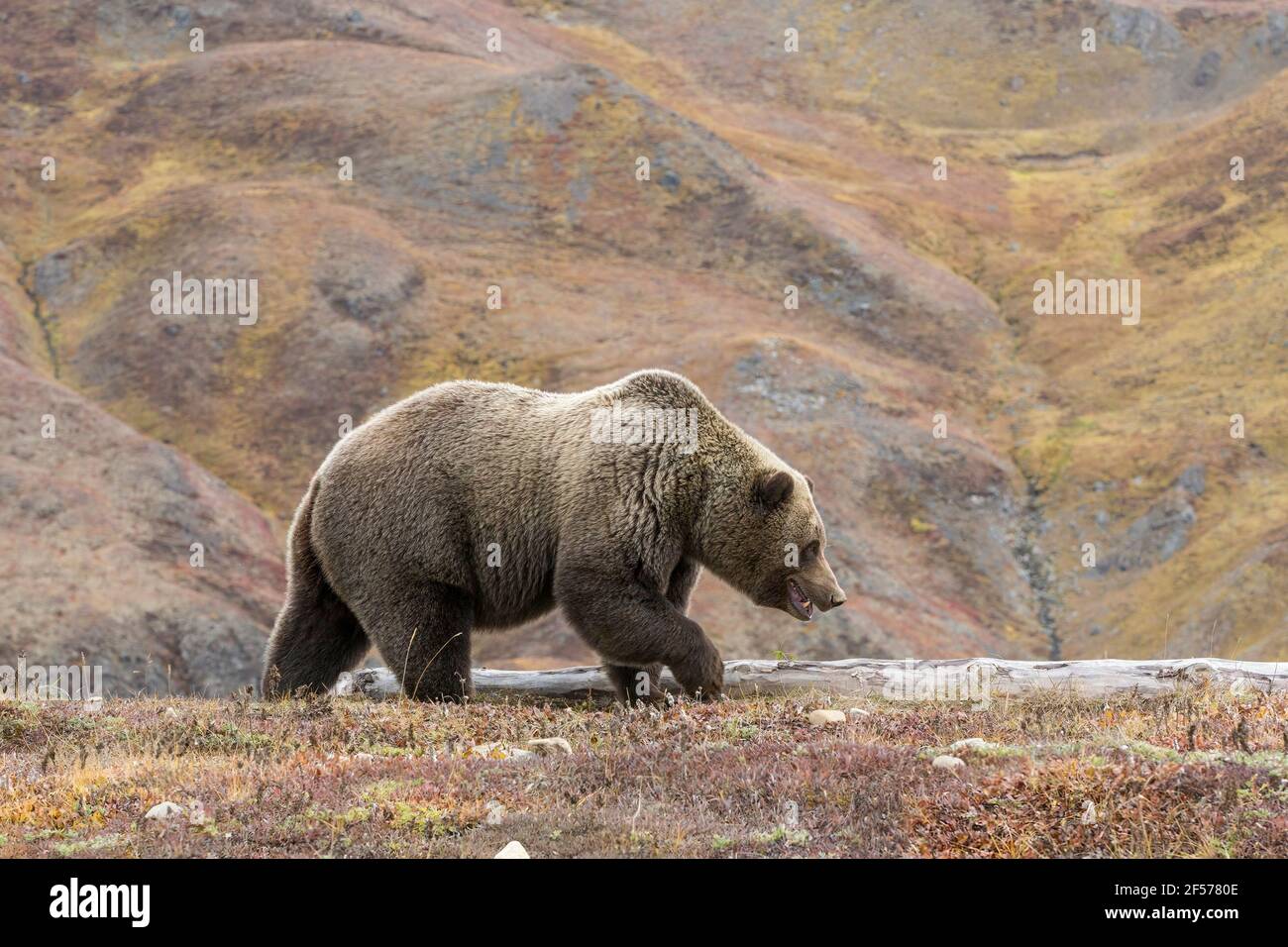 Orso grizzly in habitat Foto Stock