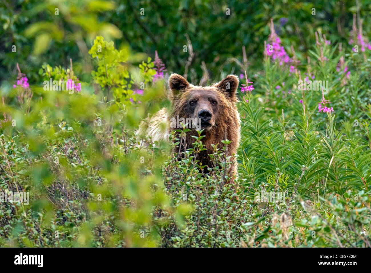 Orso grizzly in habitat Foto Stock