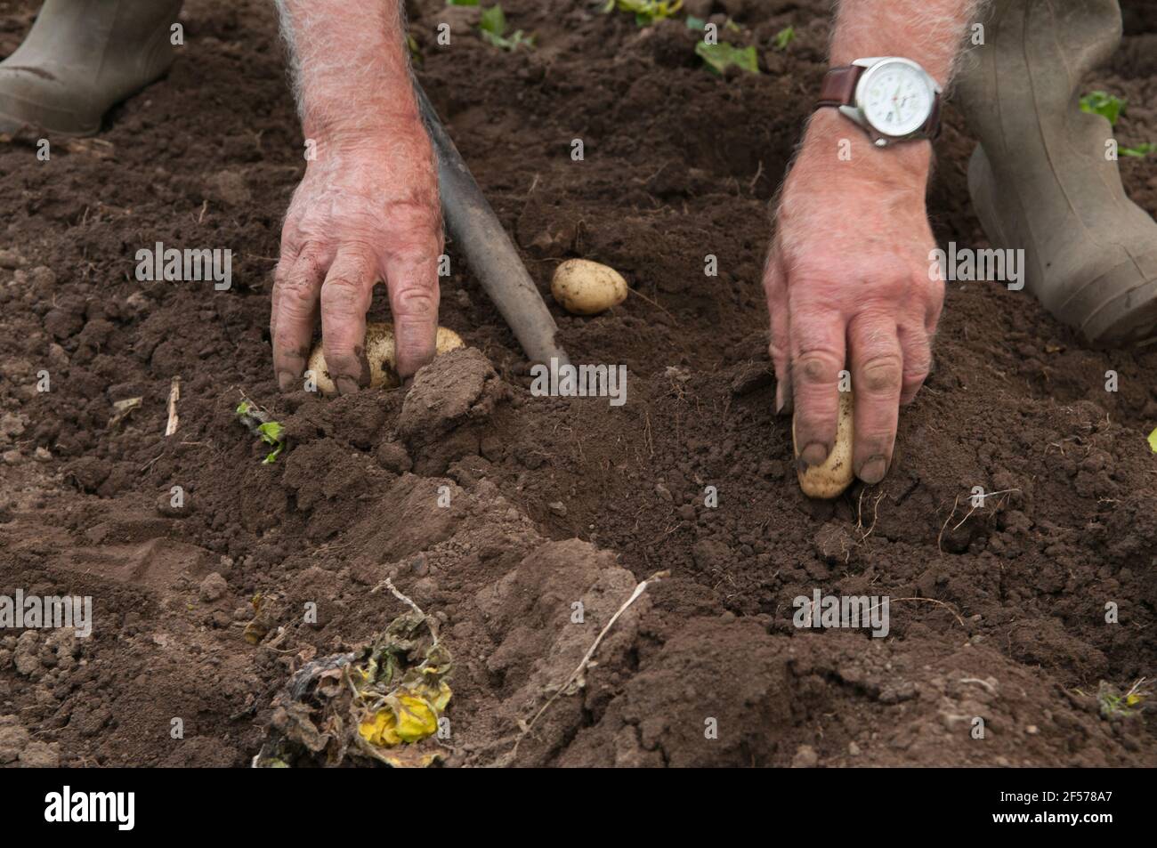 David Helme, sempre attivo e impegnato nel suo ritiro, raccogliendo patate nei suoi tunnel per il mercato in Scozia, Regno Unito. Foto Stock