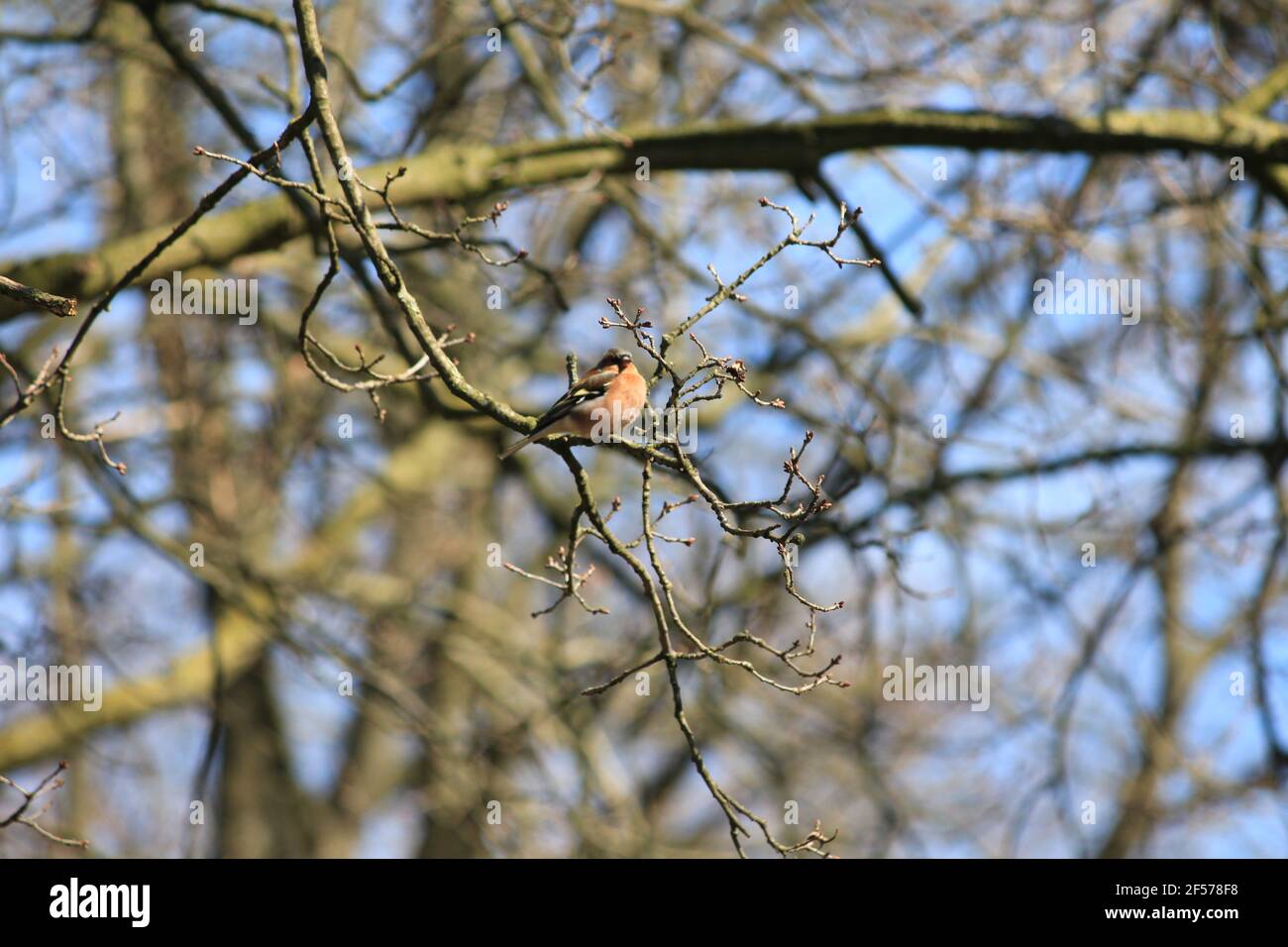 Eurasian Jay nel citypark Staddijk a Nijmegen, Paesi Bassi Foto Stock