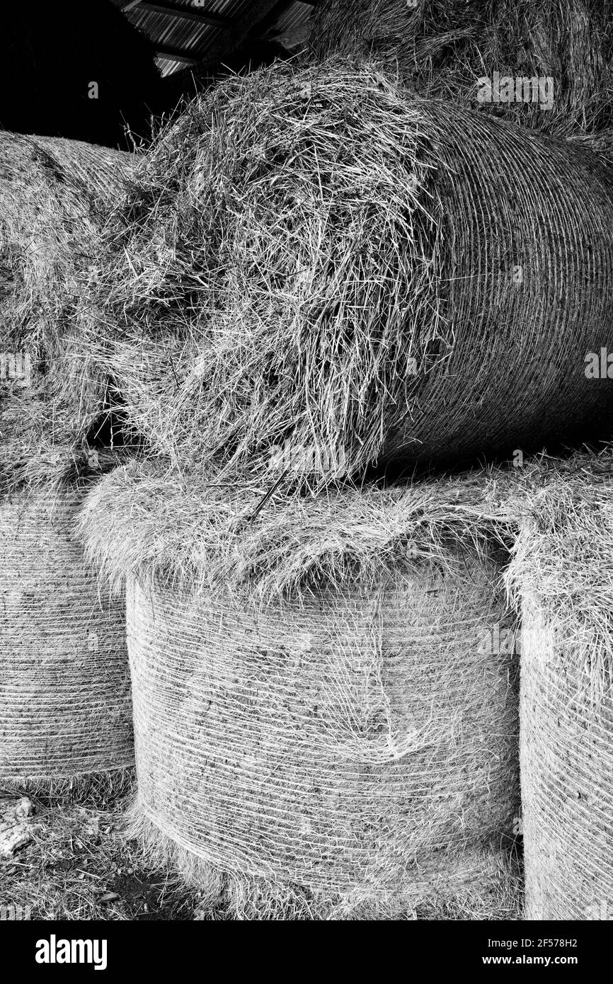Balle rotonde grandi di fieno che sono accatastate ad una fattoria. Foto Stock