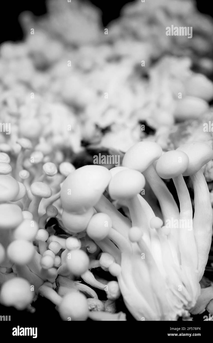 Funghi Shimeji o funghi di faggio bianco in mazzo. Profondità di messa a fuoco ridotta. Foto Stock