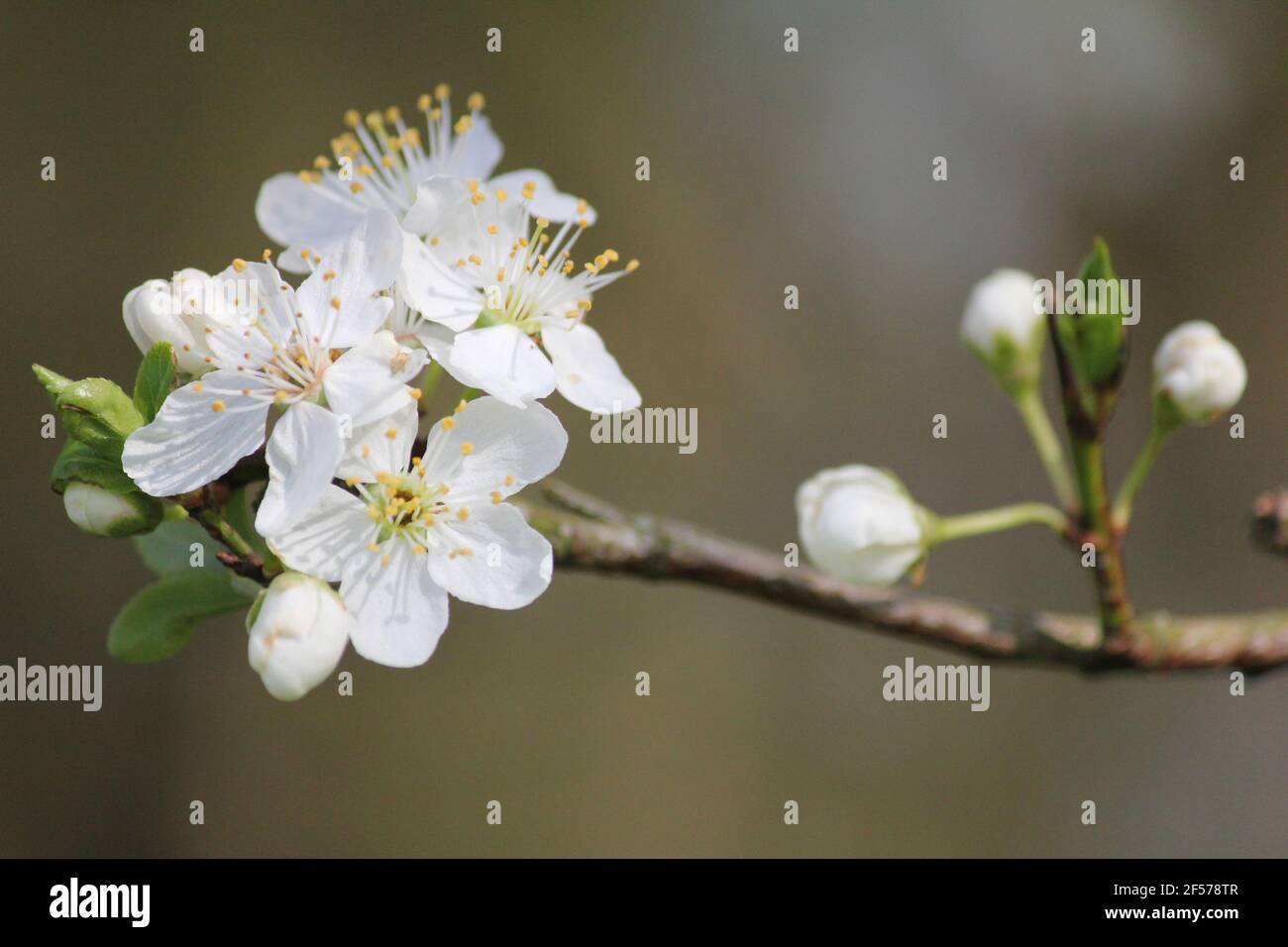 Prunus mahaleb nel parco cittadino Staddijk a Nijmegen, Paesi Bassi Foto Stock