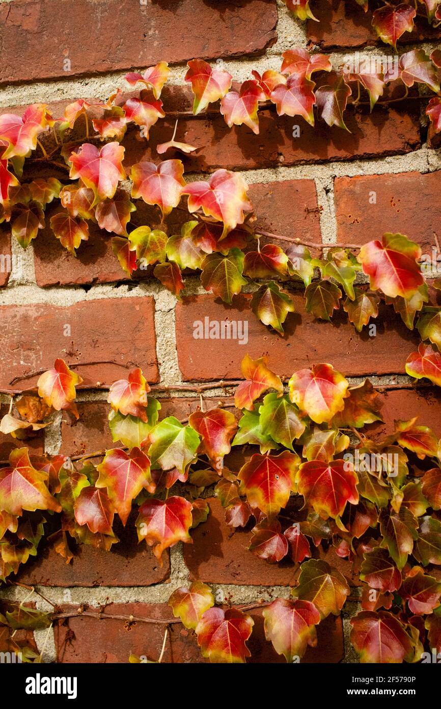 Autunno Ivy crescente su un muro di mattoni a Shelburne Falls, ma, Stati Uniti Foto Stock Autunno Ivy crescente su un muro di mattoni a Shelburne Falls, ma, Stati Uniti Foto Stock