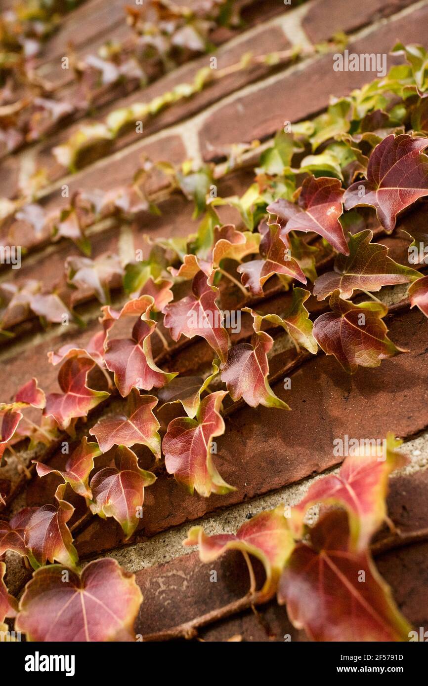 Autunno Ivy crescente su un muro di mattoni a Shelburne Falls, ma, Stati Uniti Foto Stock Autunno Ivy crescente su un muro di mattoni a Shelburne Falls, ma, Stati Uniti Foto Stock