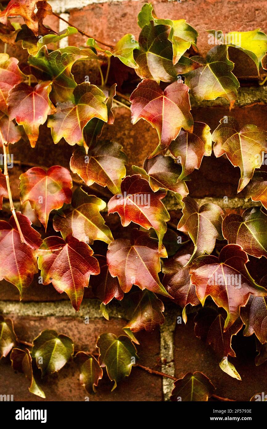 Autunno Ivy crescente su un muro di mattoni a Shelburne Falls, ma, Stati Uniti Foto Stock Autunno Ivy crescente su un muro di mattoni a Shelburne Falls, ma, Stati Uniti Foto Stock