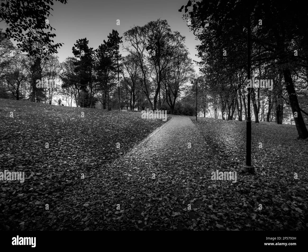 Cespugli di colore autunnale con foglie luminose e panca in legno in un parco cittadino. Fiori bianchi in primo piano. Foto Stock