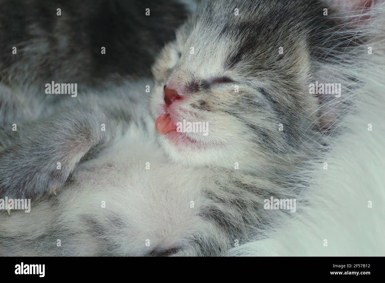 Muso di un cucciolo tabby grigio neonato con la lingua sporgente in primo piano. Un simpatico gattino cieco con strisce sul viso e lingua rosa sporgente. Foto Stock