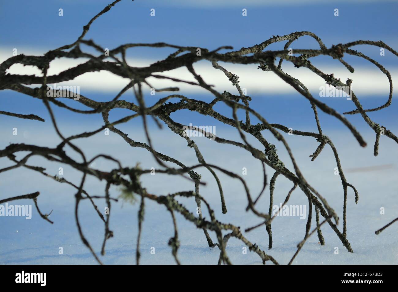 Secco, branca di pino gnarled senza aghi su uno sfondo di neve blu alla luce del sole. Un ramo di pino asciutto coperto di lichene su una coperta di neve blu Foto Stock