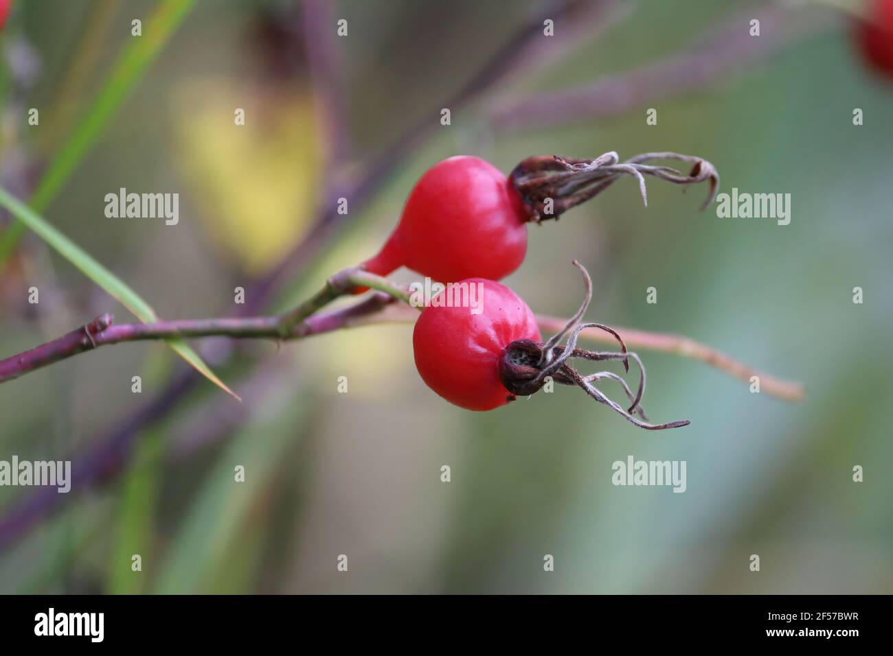 Ramificazione di fianchi di rose selvatiche con due bacche rosse mature da vicino all'aperto in autunno. Primo piano della nave da guerra. Rosa rossa anche su un ramo all'aperto. Foto Stock