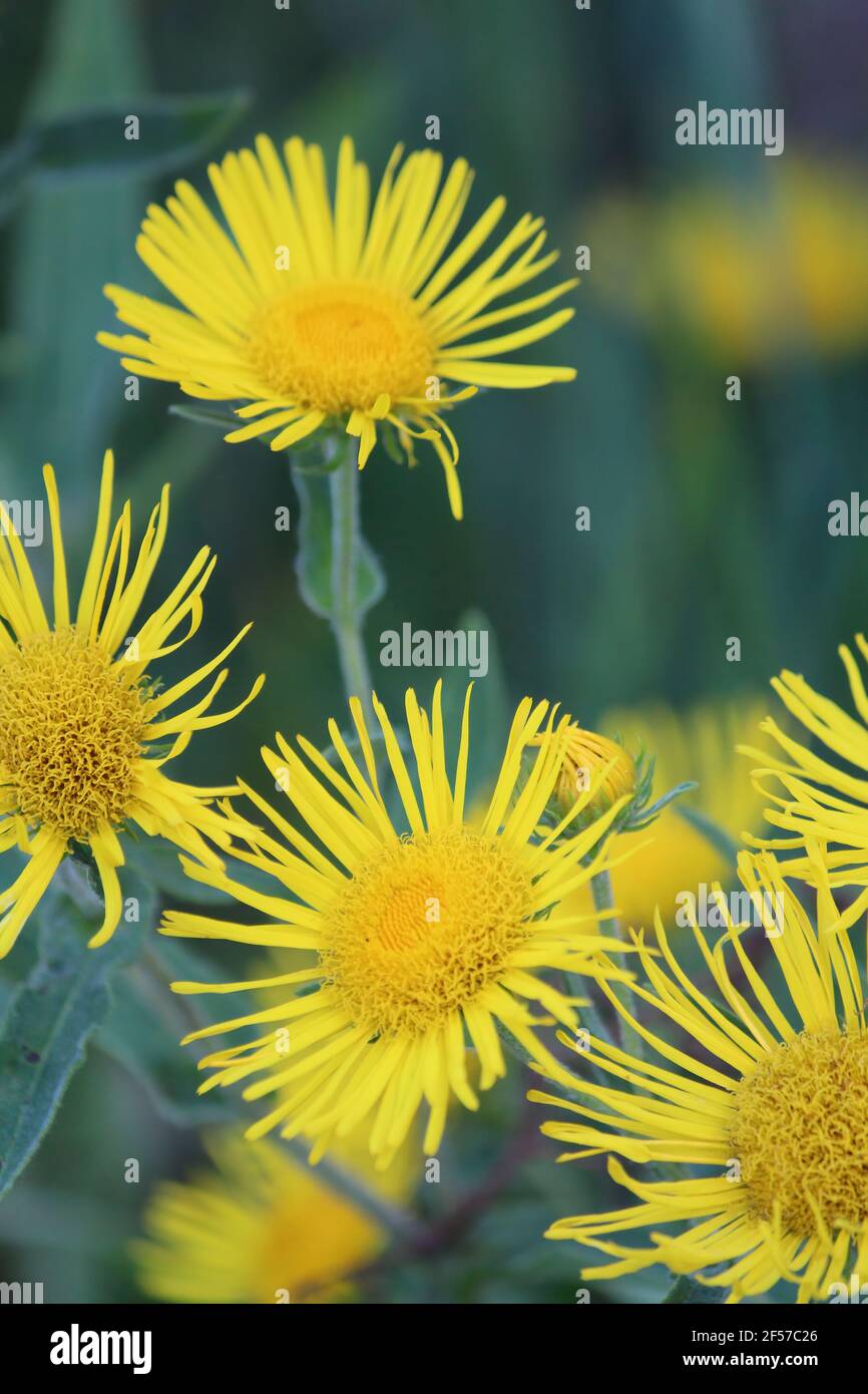 Inula britannica, Meadow Fleabane, Meadow Inula. Teste gialle di fiori selvatici su sfondo verde in primo piano all'aperto. Verticale. Foto Stock