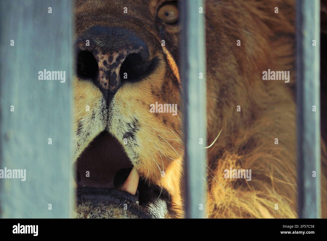 Lion faccia con bocca aperta dietro i bar dello zoo. Foto Stock