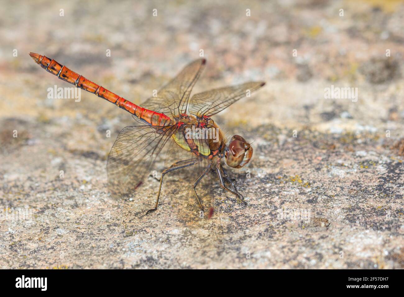 La libellula Darter arancione riposa al sole Foto Stock