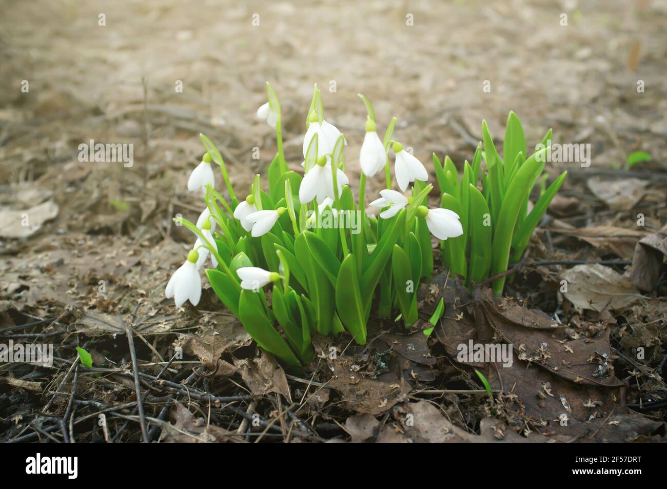 Gemme di nevicate (Galanthus) in fiore. Fiori bianchi freschi in una foresta di primavera Foto Stock