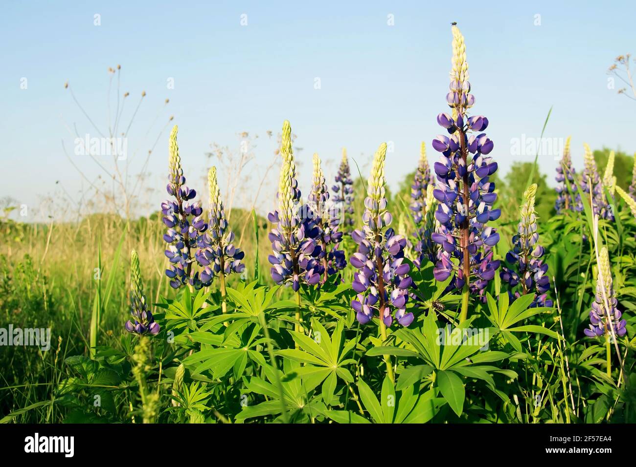 Lupin (lupino o lupino) contro un cielo blu. Prato estivo in fiore Foto Stock