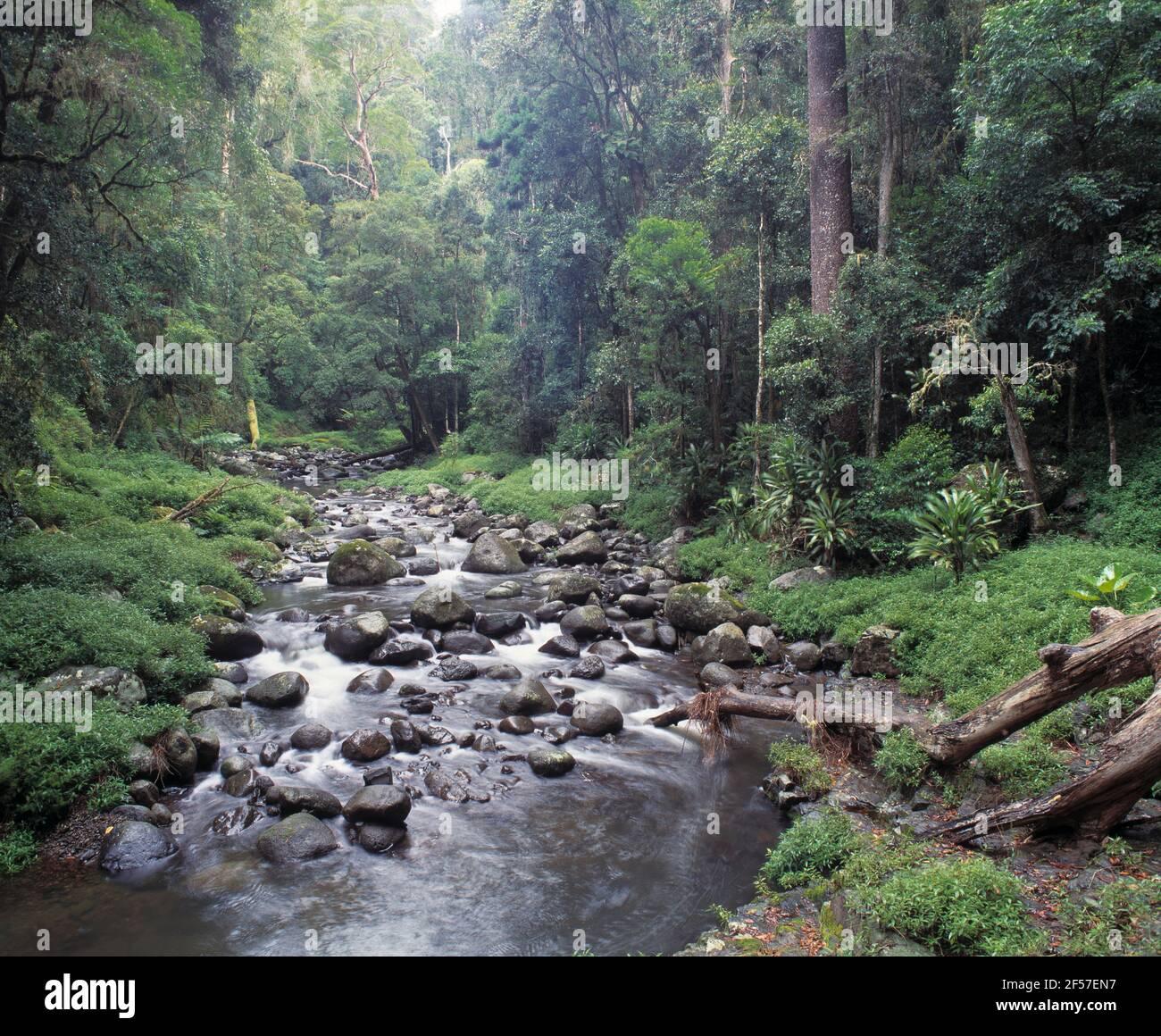 Australia. Queensland. Parco nazionale di Lamington. Flusso veloce che scorre attraverso la foresta. Foto Stock