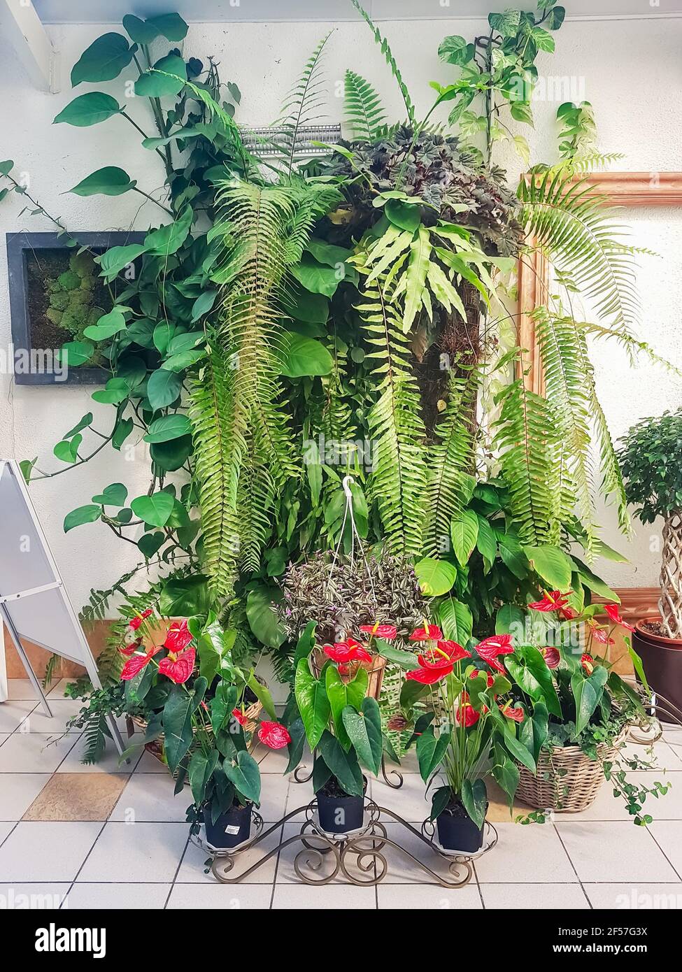 composizione floristica un muro vivente di felci vari e altre piante esotiche all'interno della serra. Liana, felci, anthuriums in decorativ Foto Stock