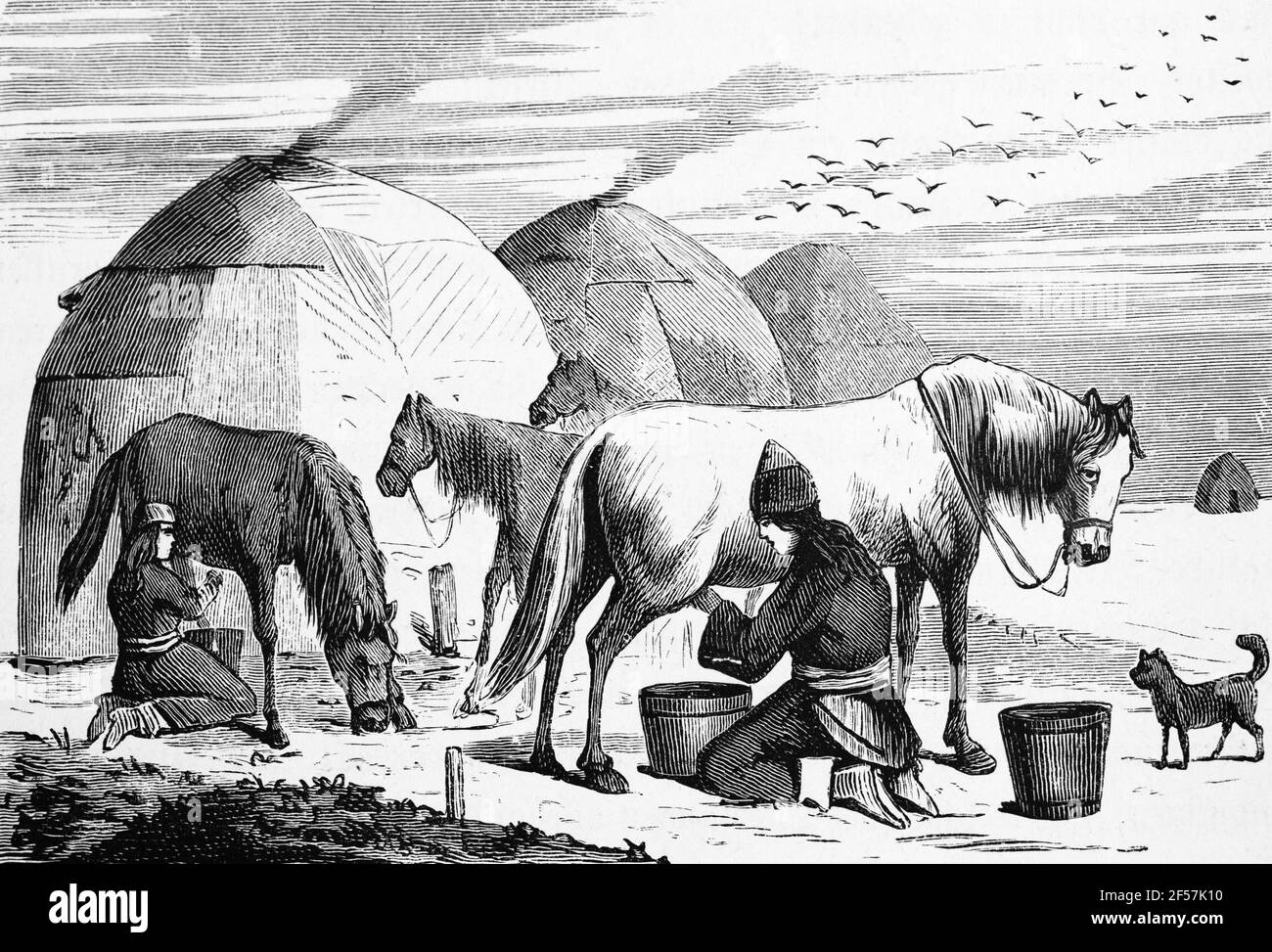 Le donne di Kirghiz mungono i loro cavalli davanti alle loro tende nelle steppe, Kirghizistan, Asia centrale, incisione del legno, Wien. Lipsia 1881 Foto Stock