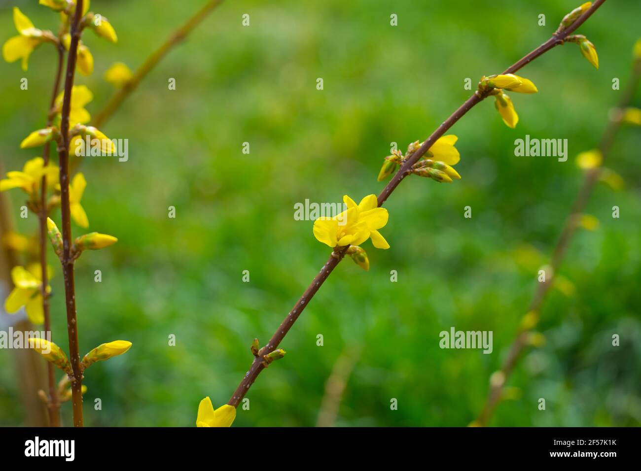 La pianta fiorisce in primavera. Un cespuglio ornamentale di forsite ha gemme e infiorescenze con fiori gialli luminosi contro uno sfondo di erba verde, c. Foto Stock