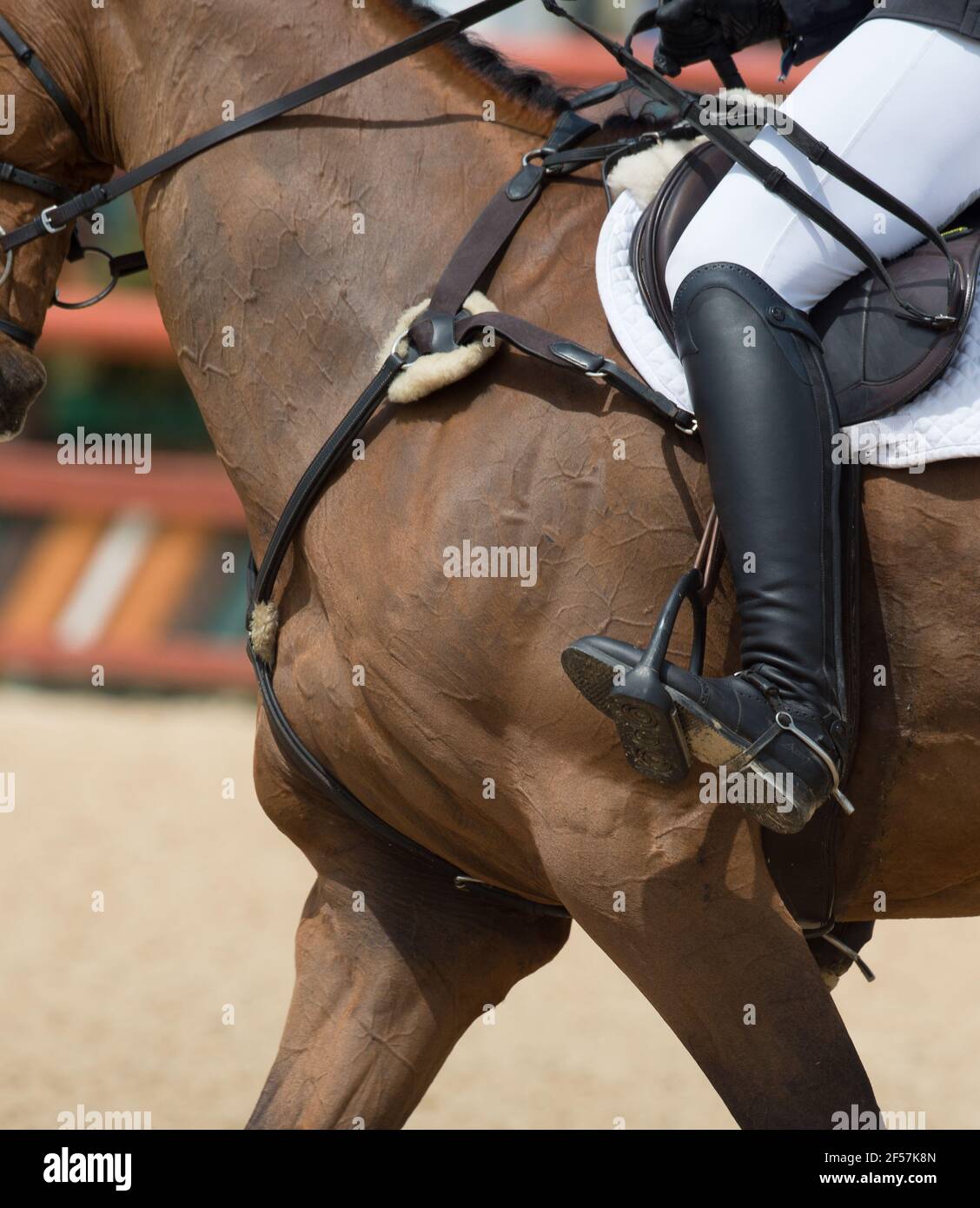 primo piano della gamba e del sedile del pilota a cavallotto con spettacolo equestre posizione posizione italiano show jumping tack e abbigliamento jodhpurs bianco o calzoni stivali neri Foto Stock