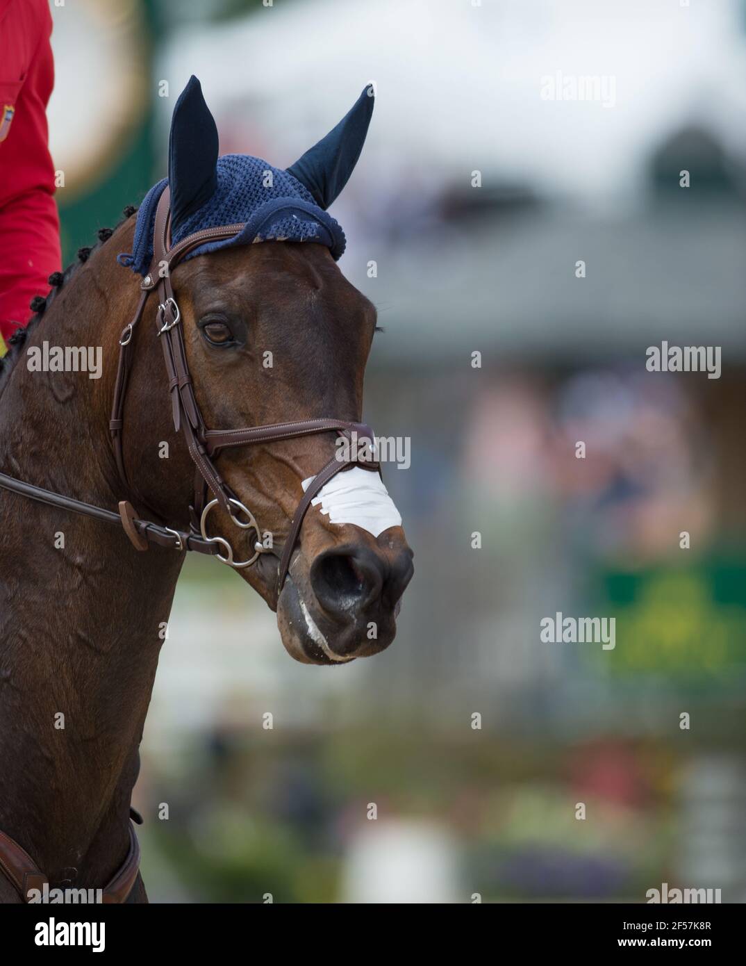 cavallo ritratto primo piano di show jumper testa di cavallo con inglese bridle copri l'orecchio punta inglese e cavallo di mane intrecciato mostrare la girata e la striscia nasale Foto Stock