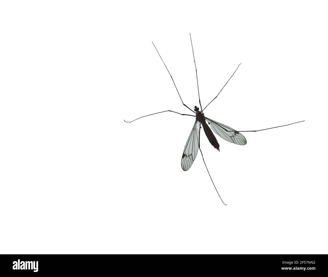 Nephrotoma appendiculata (mosca macchiata della gru) insetto di Tipula, queste mosche sono conosciute a volte come falchi di zanzara o longleg papà contro il backgrou bianco Foto Stock