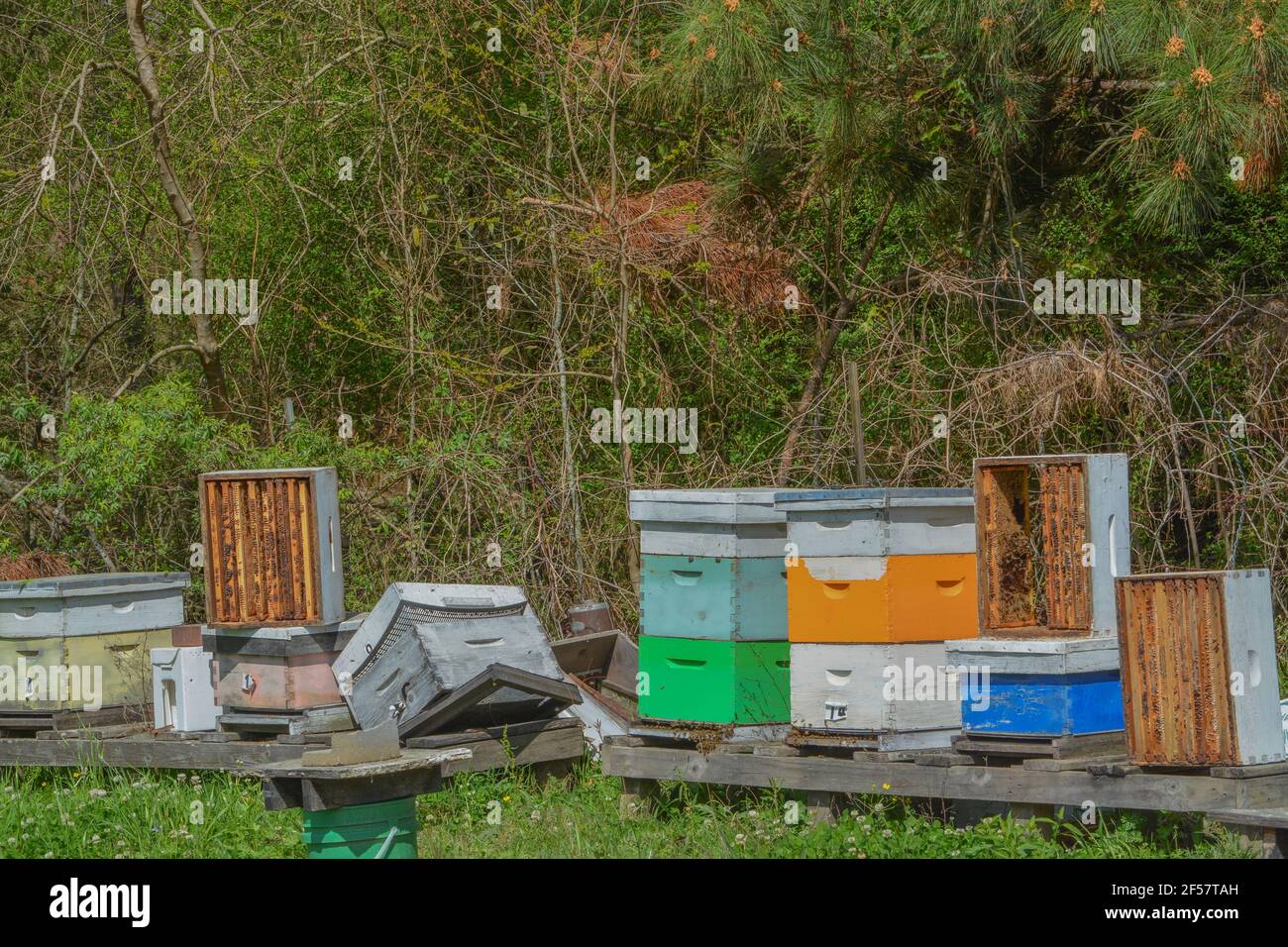 Honey Bee Colonies, distrutte da cervi e congelate, situate nel Mississippi. Foto Stock