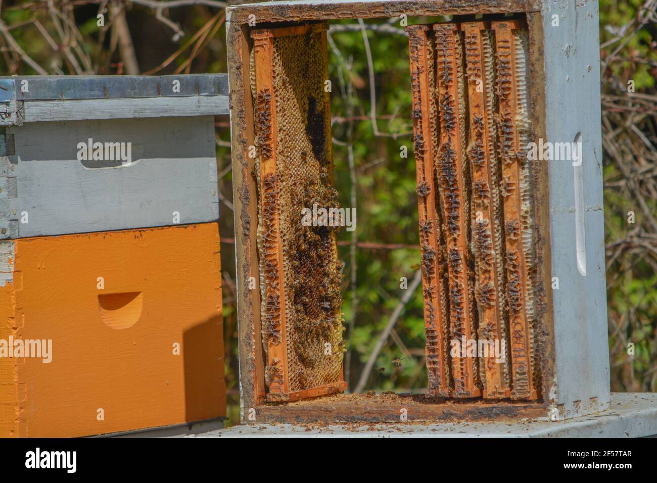 Honey Bee Colonies, distrutte da cervi e congelate, situate nel Mississippi. Foto Stock