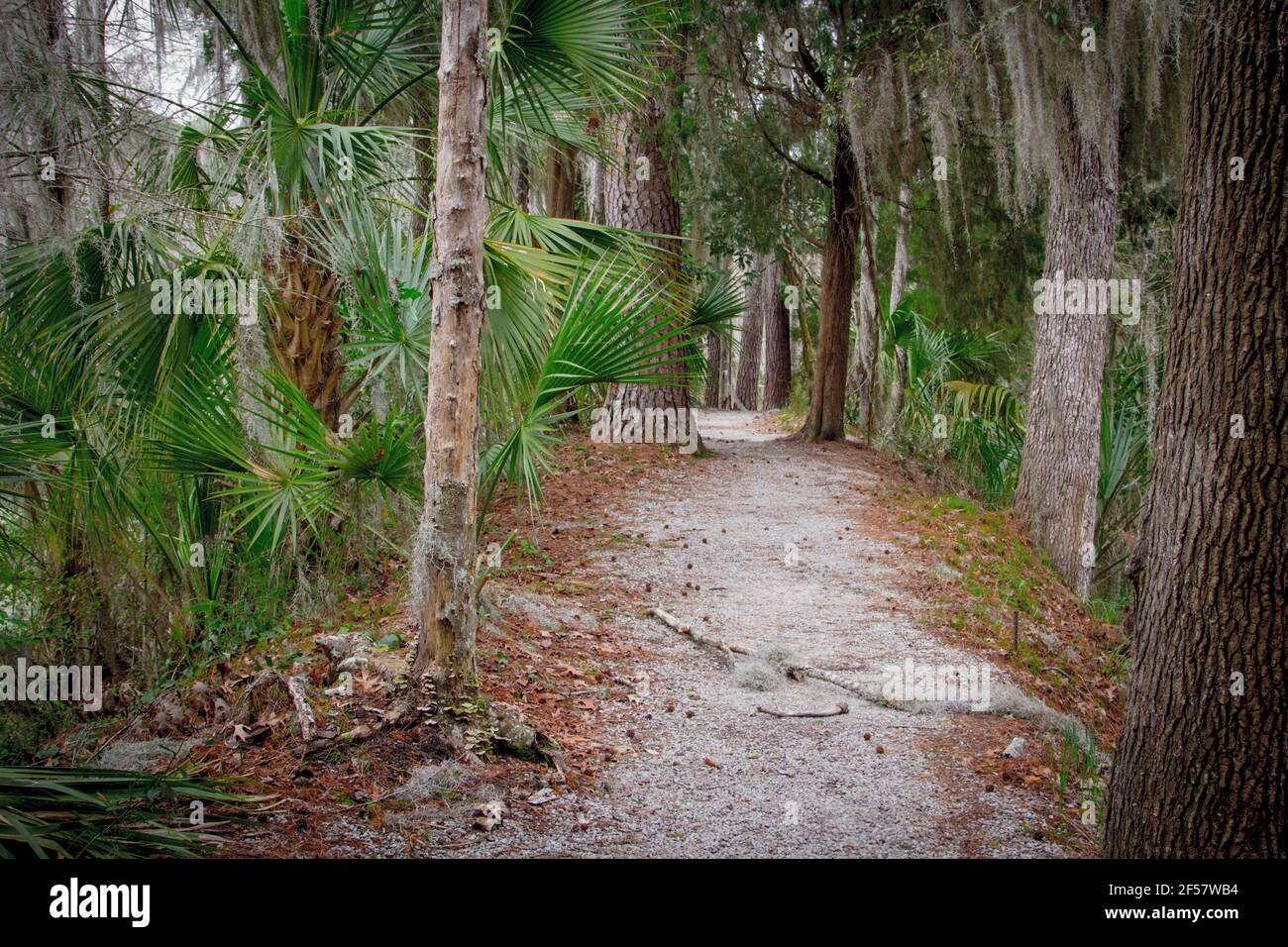 Percorso attraverso una bassa foresta costiera di paese con palme e pini sega a Charleston, Carolina del Sud. Foto Stock