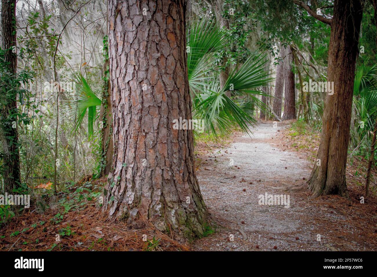 Percorso attraverso una bassa foresta costiera di paese con palme e pini sega a Charleston, Carolina del Sud. Foto Stock