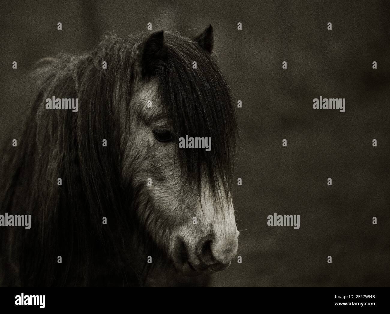 Pony selvaggio sul Long Mynd, Shropshire. Foto Stock