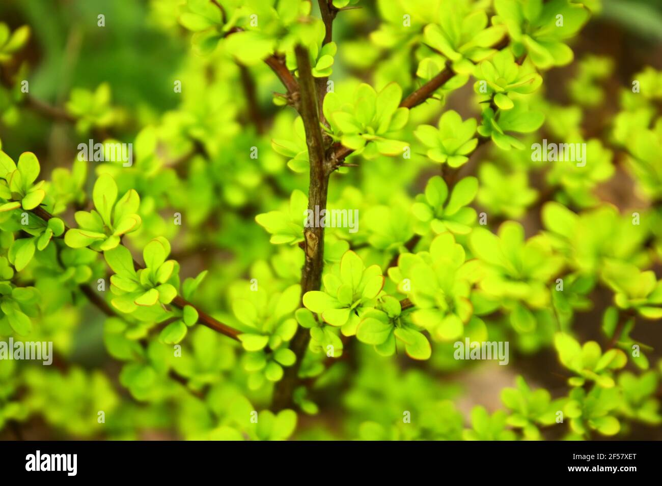 Fogliame di Berberis thunbergii (mirtillo giapponese, Aurea) Foto Stock