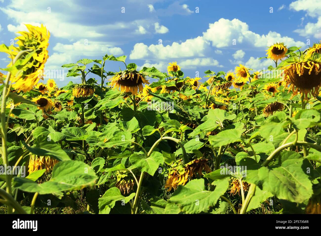 Paesaggio rurale. Campo di girasole in una soleggiata giornata estiva. Helianthus annuus, il girasole comune. Foto Stock