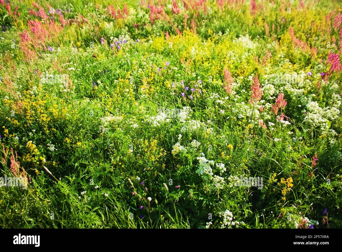 Fiori colorati in fiore in un prato estivo soleggiato. Natura sfondo. Foto Stock