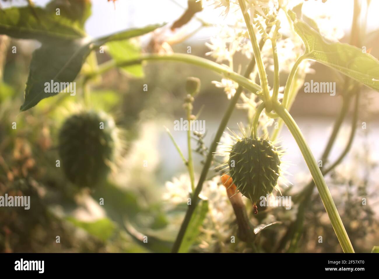 Ecballium elaterium (cetriolo squirting o cetriolo esploso) con frutta e fiori. Foto Stock