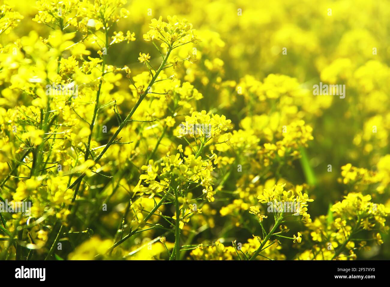 Fiori gialli di Barbarea vulgaris (Erba barbara, grezza invernale o razzo giallo). Primo piano Foto Stock