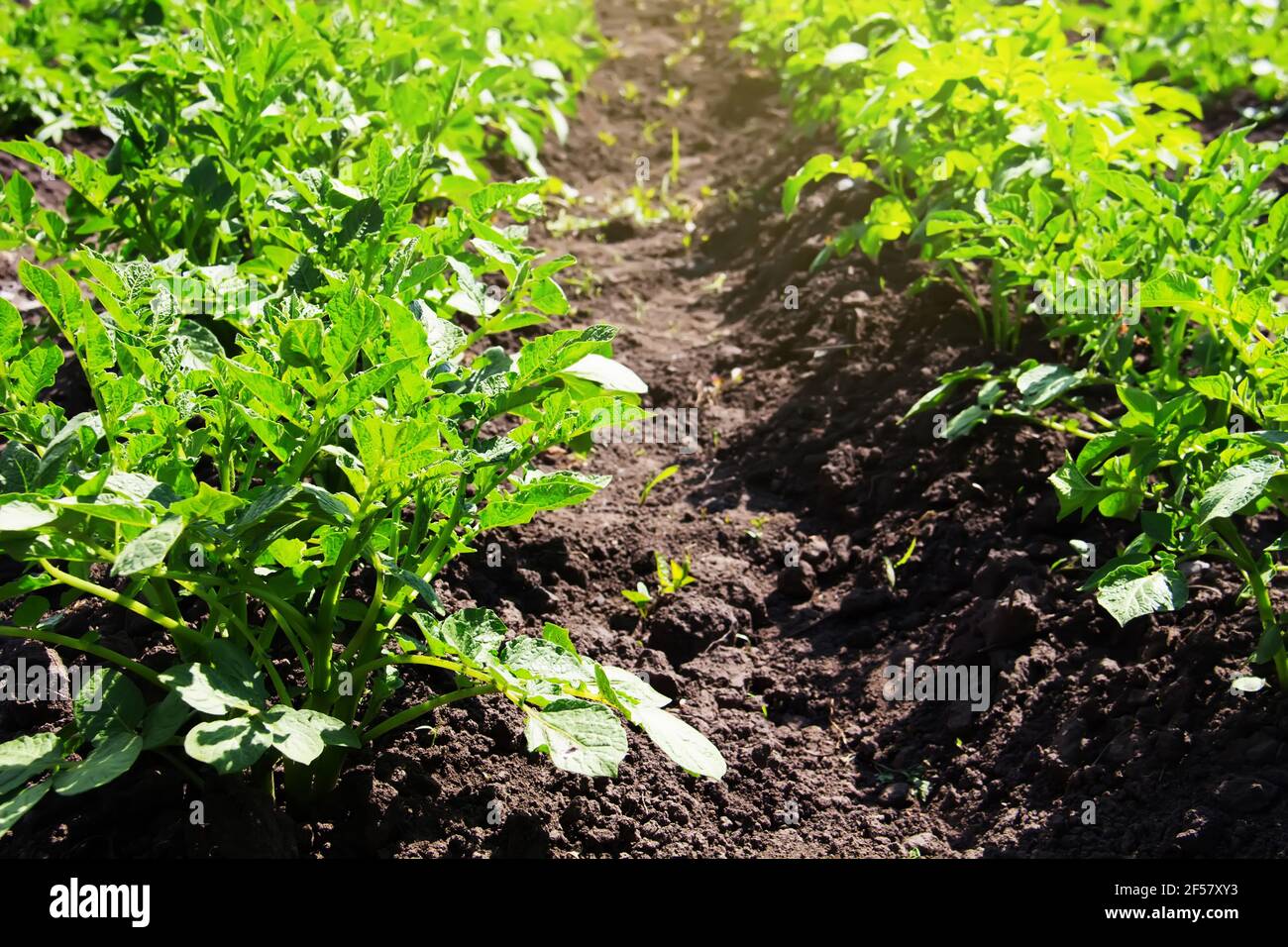 Cespugli di patate verdi in un campo estivo soleggiato. Coltivazione di ortaggi. Foto Stock