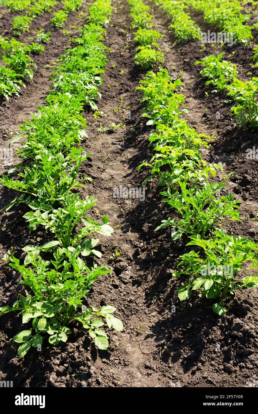 Cespugli di patate verdi in un campo estivo soleggiato. Coltivazione di ortaggi. Foto Stock