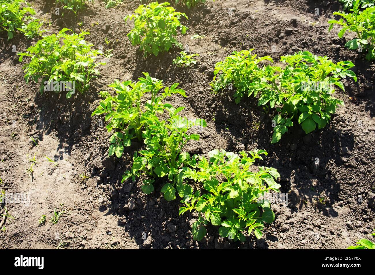 Cespugli di patate verdi in un campo estivo soleggiato. Coltivazione di ortaggi. Foto Stock
