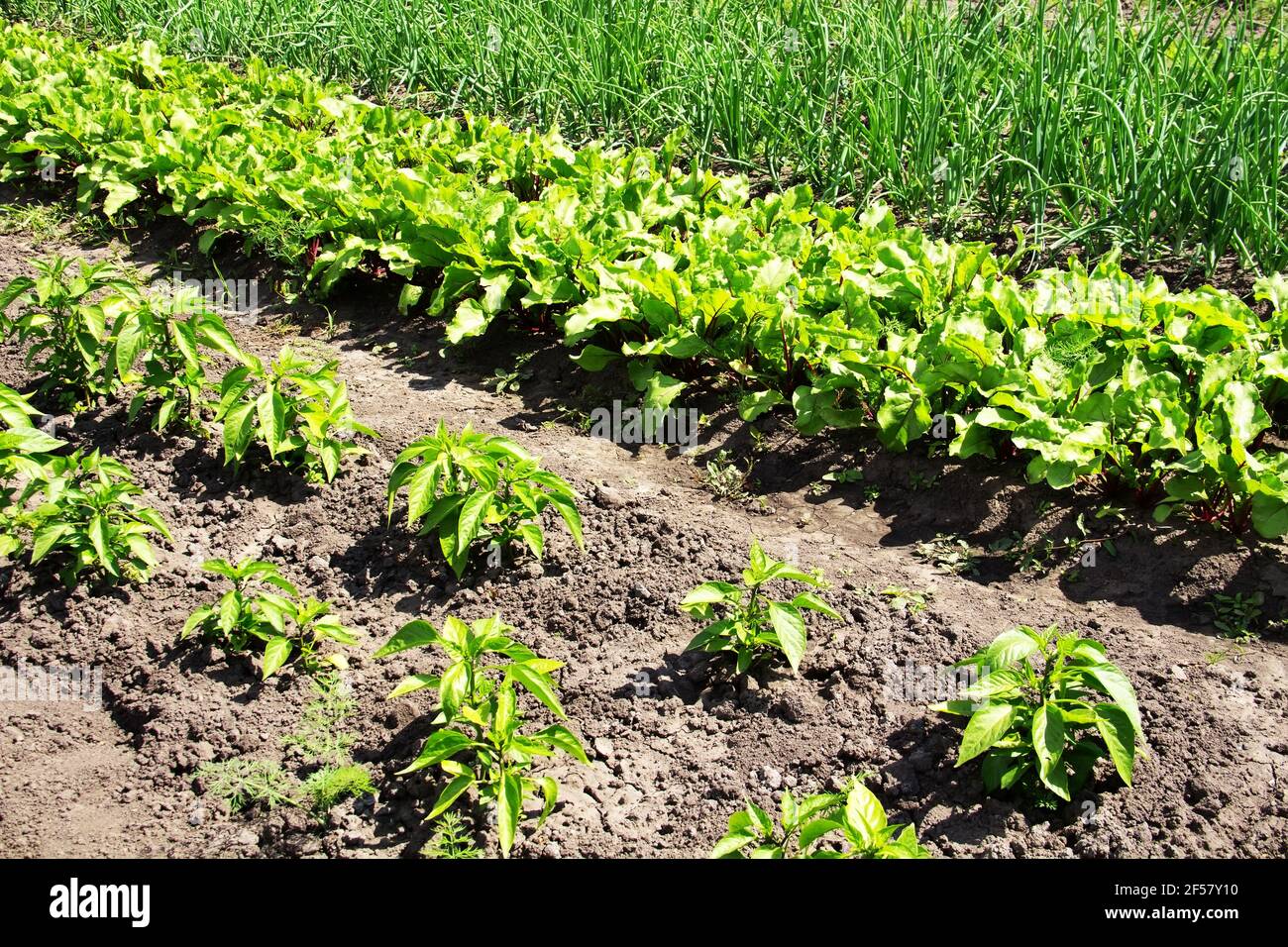 Coltivazione di ortaggi. Cipolla, pepe e barbabietola crescono su un giardino Foto Stock