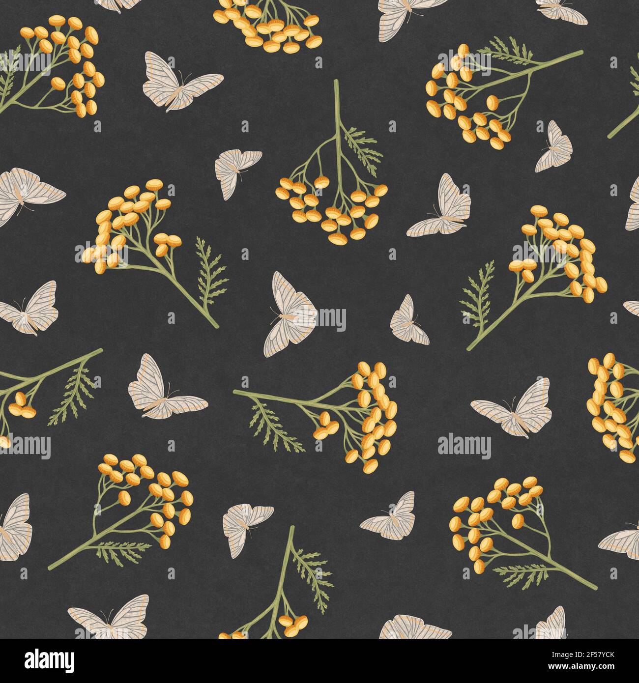 Tanacetum e farfalle su sfondo nero. Modello senza cuciture con fiori di tansy e farfalle. Illustrazione botanica disegnata a mano Foto Stock