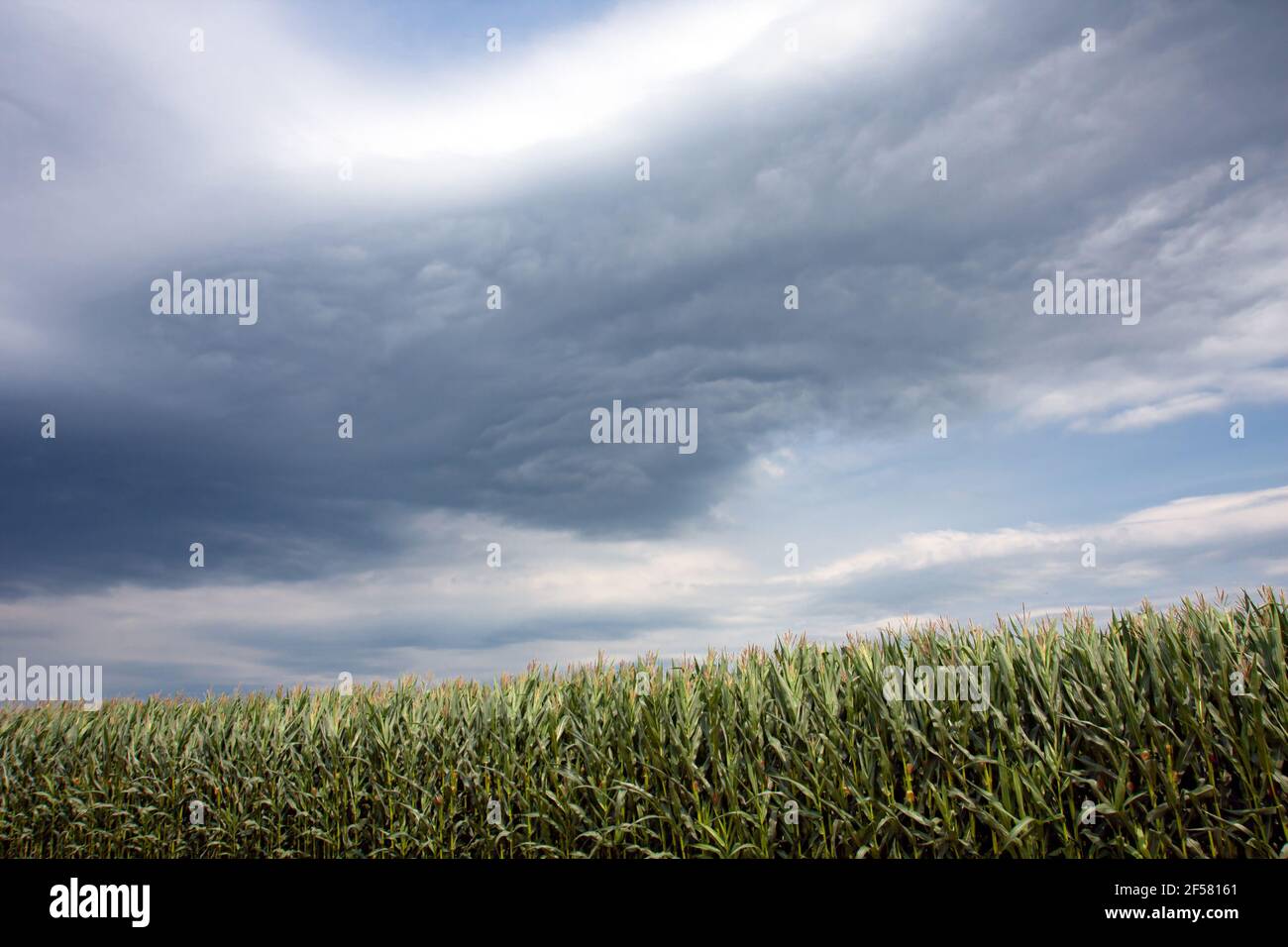 Nuvole drammatiche, cielo su un campo di mais. Agricoltura alimentare geneticamente modificata. Foto Stock