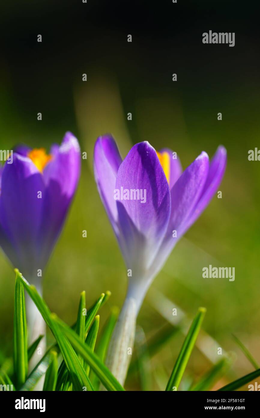 Viola crocus vernus flower spiata attraverso l'erba e strame in primavera Foto Stock