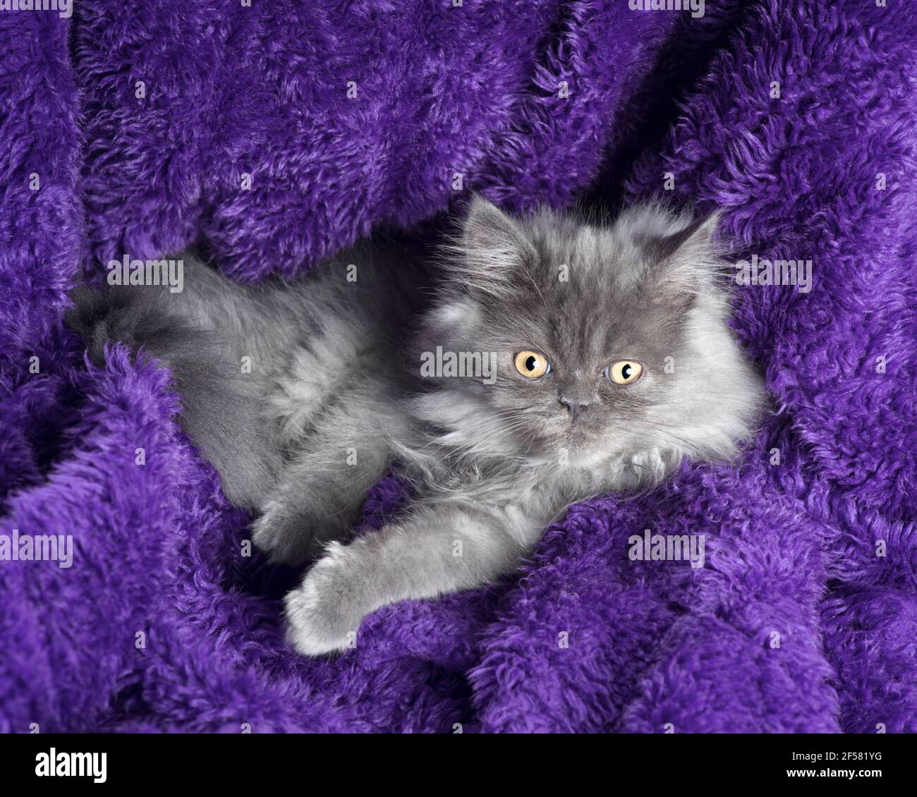 Carino gattino grigio dai capelli lunghi stretto in una faux pelliccia viola coperta. Foto Stock
