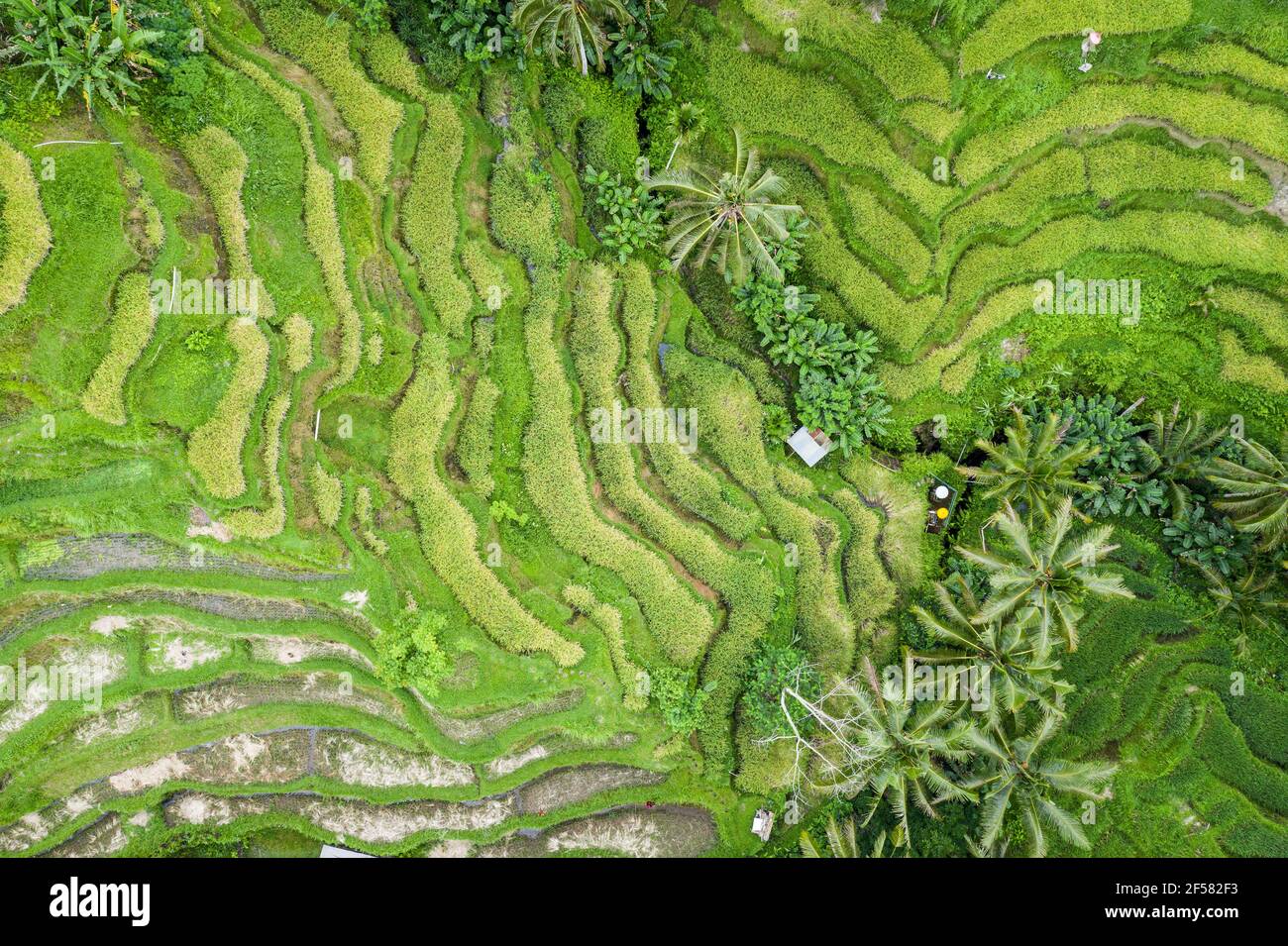 Vista dall'alto delle famose terrazze di riso Tegallalang vicino a Ubud a Bali, Indonesia. Foto Stock